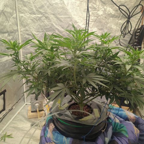 Royal Runtz #1 growlog photo: Will it fill the 4'x4' tent we shall see. Testing the difference between no topping and just doing LST. I'm seeing a significant difference in plant overall health. Seems to bounce back faster every time she is trimmed. Or the stalk was mildly broken. Definitely don't see the effects of slowing growth like there is once being topped. 

Also after trying many different nutrient lines. I am a firm believer in advanced nutrients. By far the best growth I have seen overall day by day. Very excited to see the monster colas start forming!