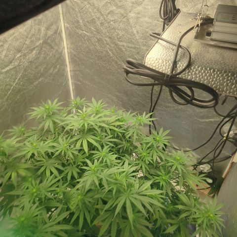 Royal Runtz #1 growlog photo: It's drinking 5gals in 5 days so we're up to a gallon of water a day. Did a water fill today, going to do some pruning tomorrow 