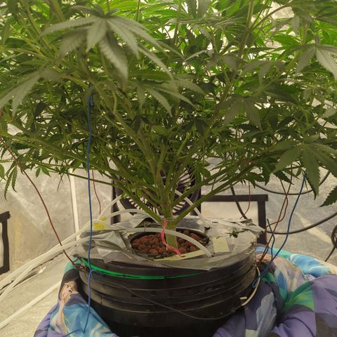 Royal Runtz #1 growlog photo: It's drinking 5gals in 5 days so we're up to a gallon of water a day. Did a water fill today, going to do some pruning tomorrow 
