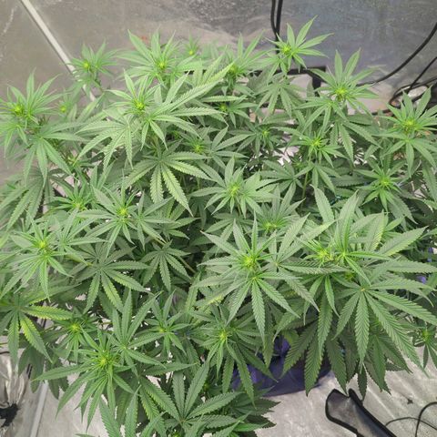 Royal Runtz #1 growlog photo: It's drinking 5gals in 5 days so we're up to a gallon of water a day. Did a water fill today, going to do some pruning tomorrow 