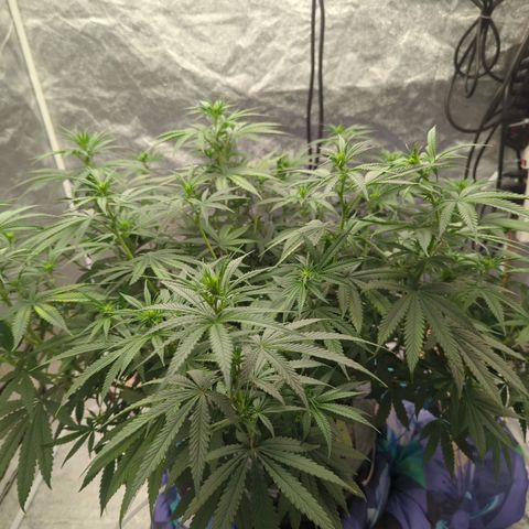 Royal Runtz #1 growlog photo: It's drinking 5gals in 5 days so we're up to a gallon of water a day. Did a water fill today, going to do some pruning tomorrow 
