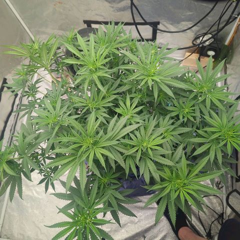 Royal Runtz #1 growlog timeline photo