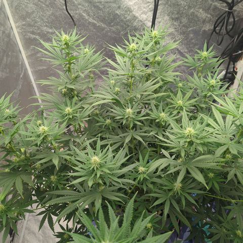Royal Runtz #1 growlog timeline photo
