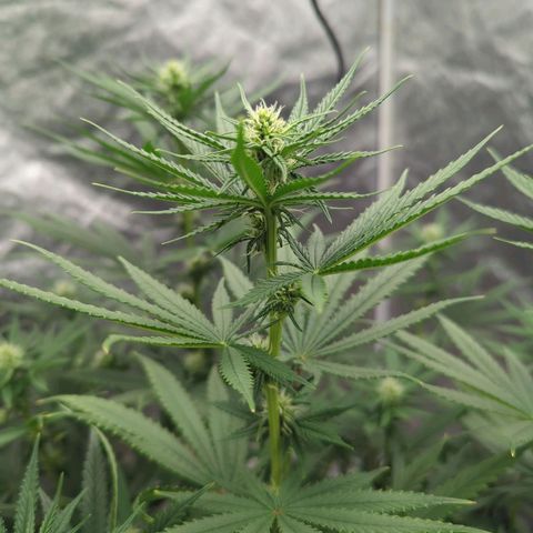 Royal Runtz #1 growlog timeline photo