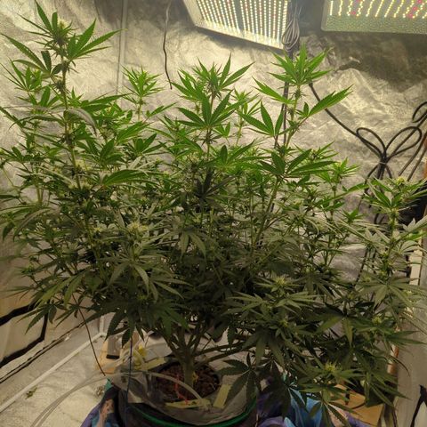 Royal Runtz #1 growlog timeline photo