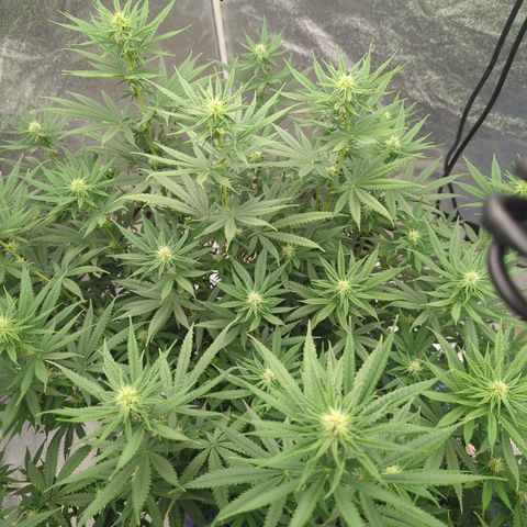 Royal Runtz #1 growlog timeline photo