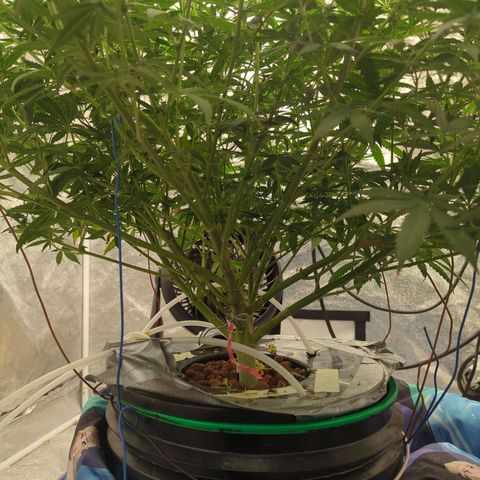Royal Runtz #1 growlog timeline photo