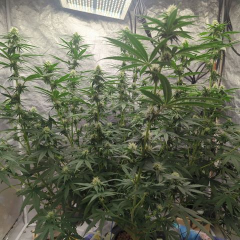 Royal Runtz #1 growlog timeline photo