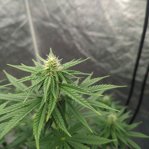 Royal Runtz #1 growlog timeline photo
