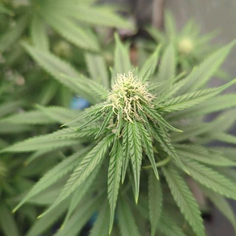 Royal Runtz #1 growlog timeline photo
