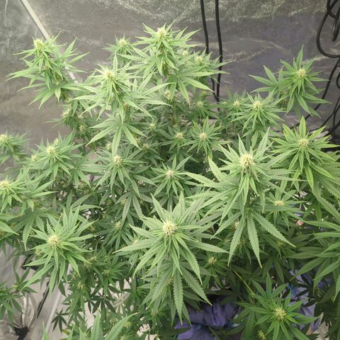 Royal Runtz #1 growlog timeline photo