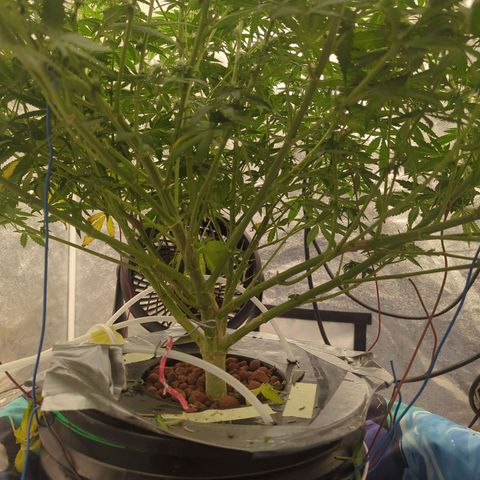 Royal Runtz #1 growlog timeline photo