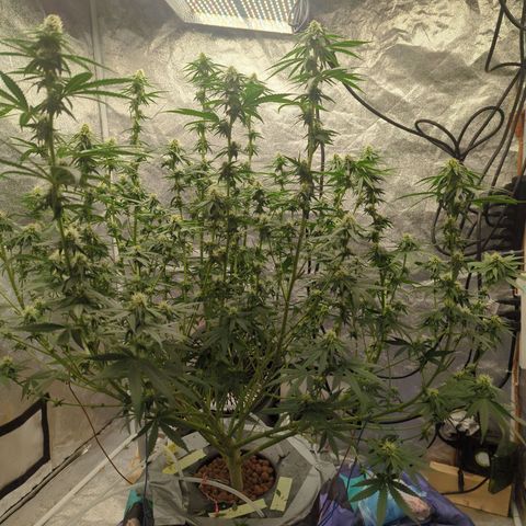 Royal Runtz #1 growlog timeline photo