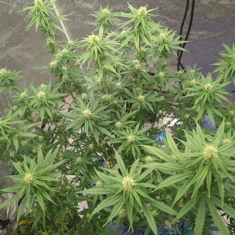 Royal Runtz #1 growlog timeline photo
