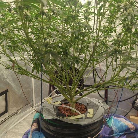 Royal Runtz #1 growlog timeline photo