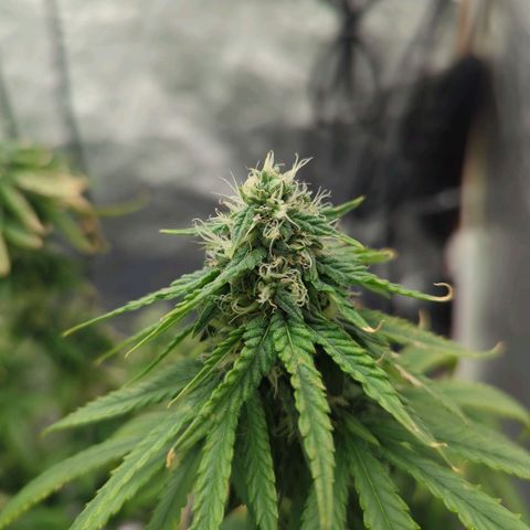 Royal Runtz #1 growlog timeline photo