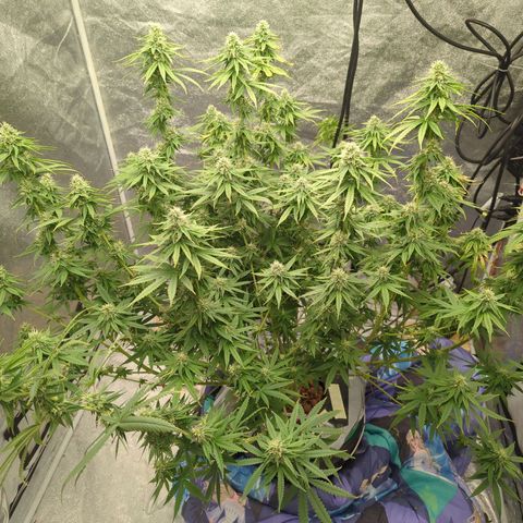 Royal Runtz #1 growlog timeline photo
