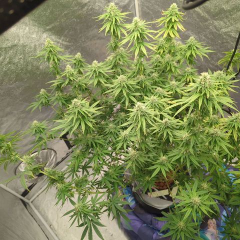 Royal Runtz #1 growlog timeline photo