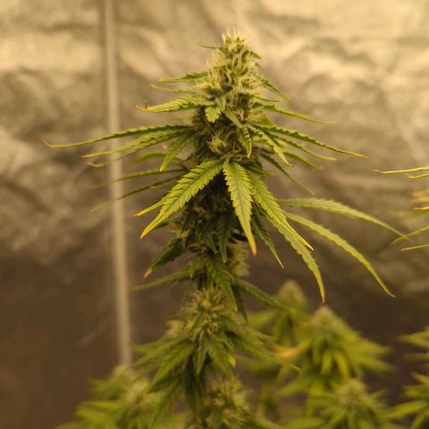 Royal Runtz #1 growlog timeline photo