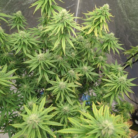 Royal Runtz #1 growlog timeline photo