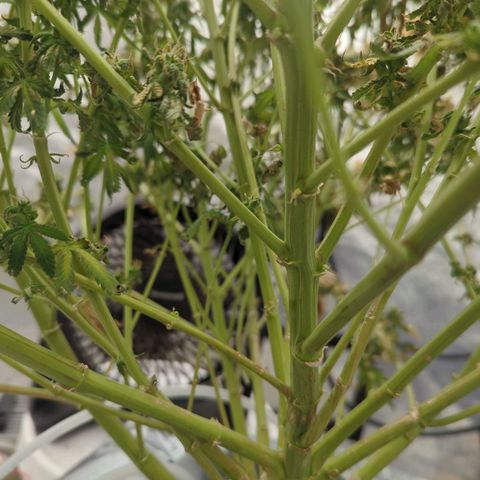 Royal Runtz #1 growlog timeline photo