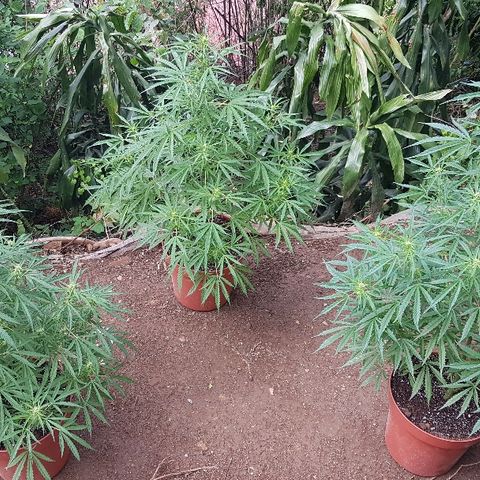 Black Diamond Glue  growlog timeline photo