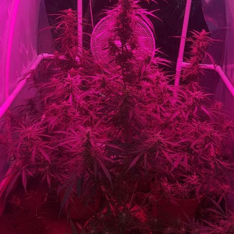 Black Diamond Glue  growlog timeline photo