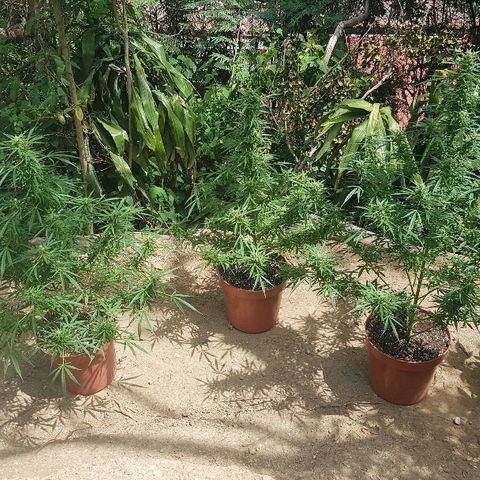 Black Diamond Glue  growlog timeline photo