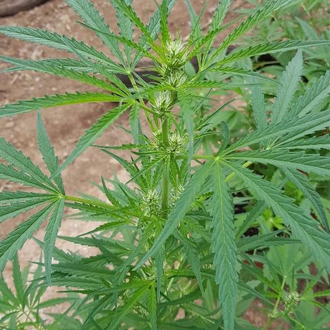Black Diamond Glue  growlog timeline photo