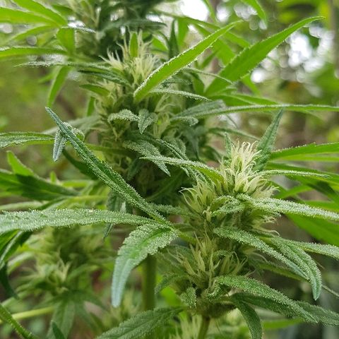 Black Diamond Glue  growlog timeline photo