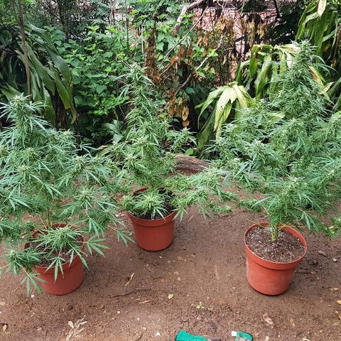 Black Diamond Glue  growlog timeline photo