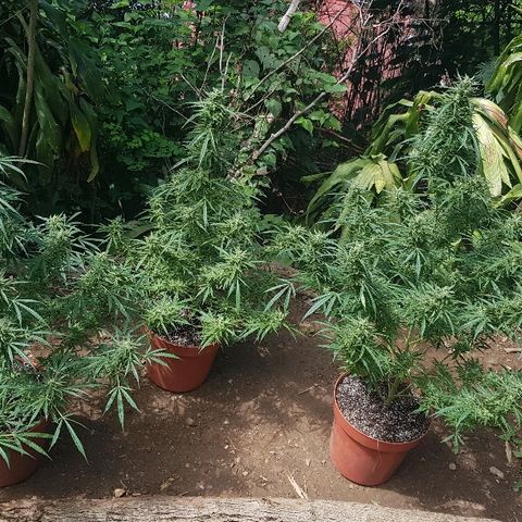 Black Diamond Glue  growlog timeline photo