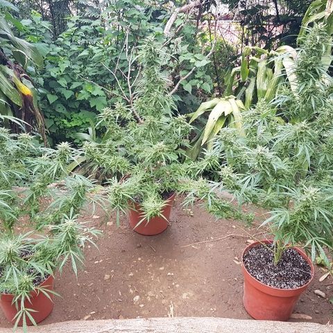 Black Diamond Glue  growlog timeline photo