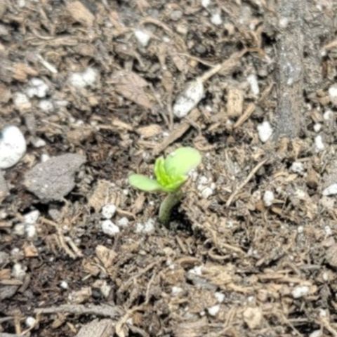 Cj's - Skywalker growlog timeline photo
