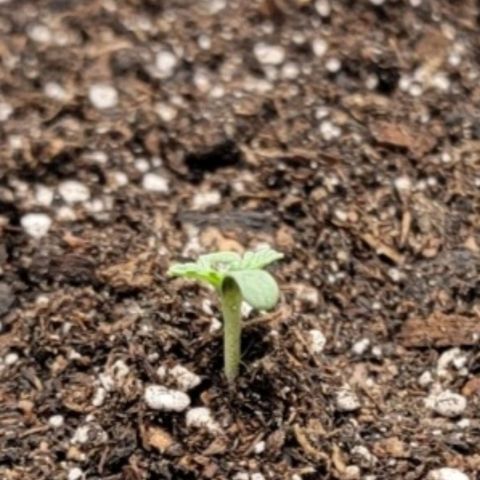Cj's - Skywalker growlog timeline photo