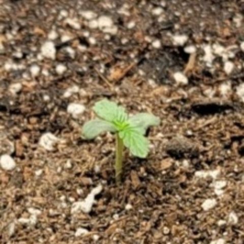 Cj's - Skywalker growlog timeline photo