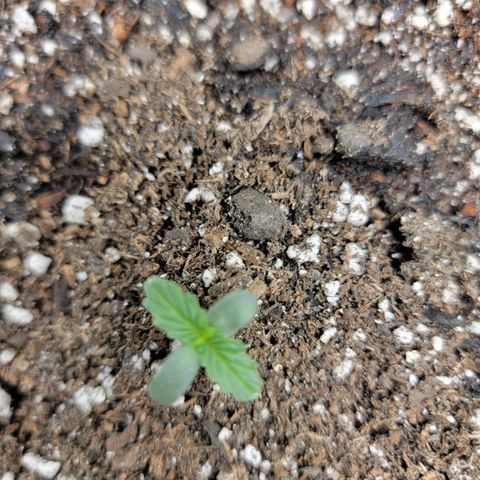 Cj's - Skywalker growlog timeline photo