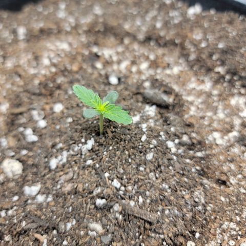Cj's - Skywalker growlog timeline photo