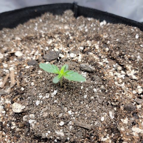 Cj's - Skywalker growlog timeline photo