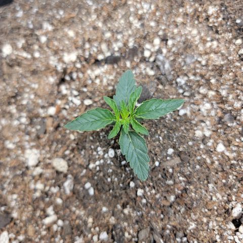 Cj's - Skywalker growlog timeline photo