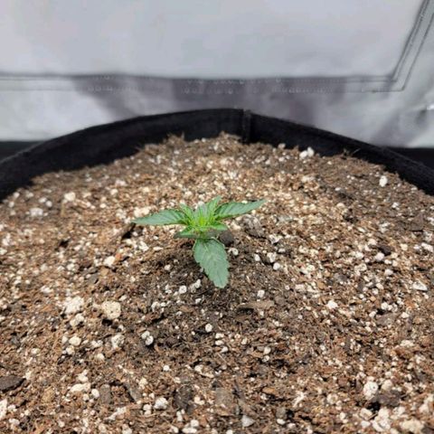 Cj's - Skywalker growlog timeline photo