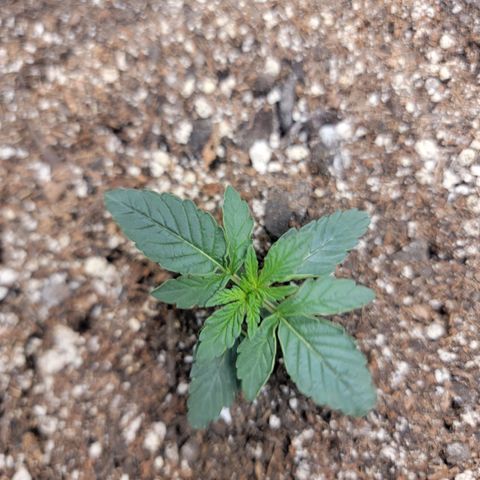 Cj's - Skywalker growlog timeline photo