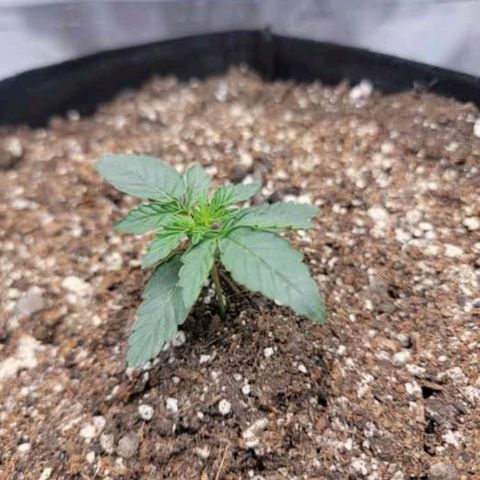 Cj's - Skywalker growlog timeline photo