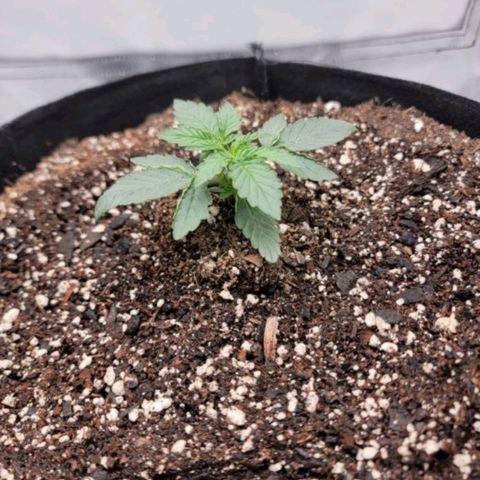 Cj's - Skywalker growlog timeline photo