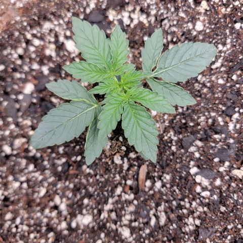 Cj's - Skywalker growlog timeline photo