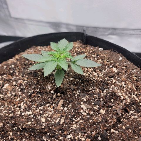 Cj's - Skywalker growlog timeline photo