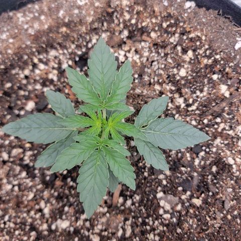 Cj's - Skywalker growlog timeline photo