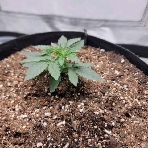 Cj's - Skywalker growlog timeline photo