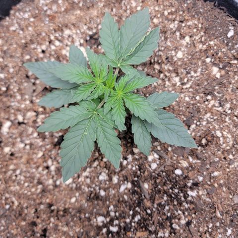 Cj's - Skywalker growlog timeline photo