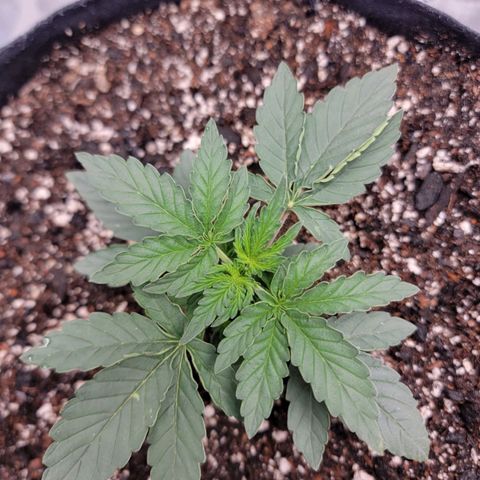 Cj's - Skywalker growlog timeline photo